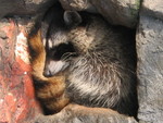 Sleepy raccoon