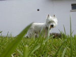 Westie