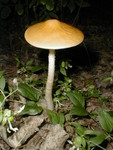 Mushrooom