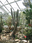 Cacti in Cincinnati