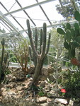 Cacti in Cincinnati