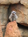 The not-very-intelligent-looking meerkat:)