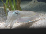 Cuttlefish