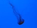 Jellyfish, Georgia Aquarium