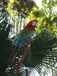 Parrot up in the trees, Discovery Cove