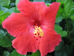 Hibiscus