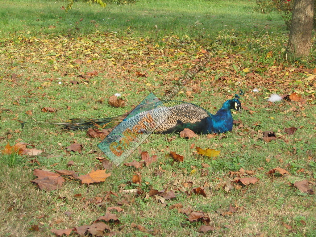 Peacock