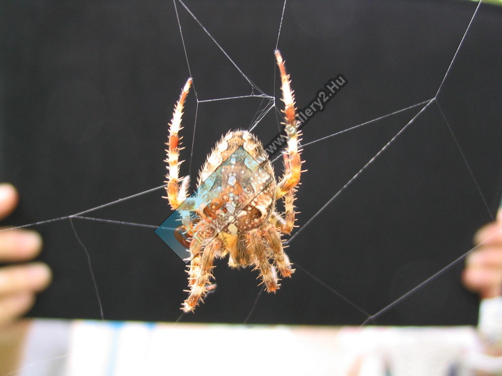Spider