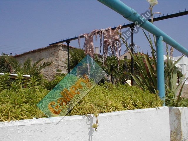 Drying octopuses