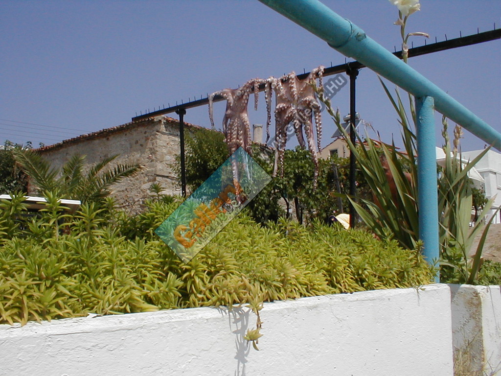 Drying octopuses