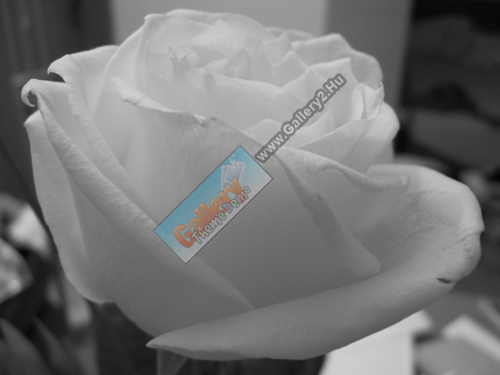 Another rose