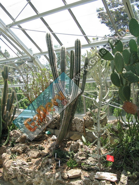 Cacti in Cincinnati