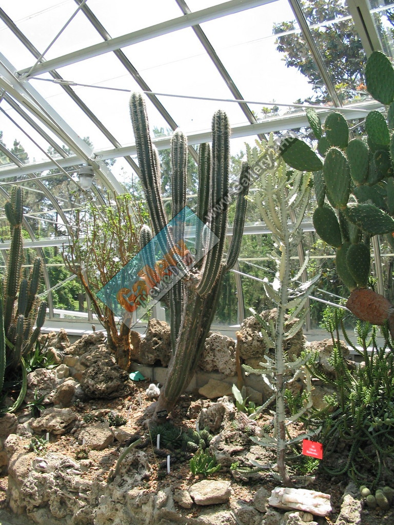 Cacti in Cincinnati