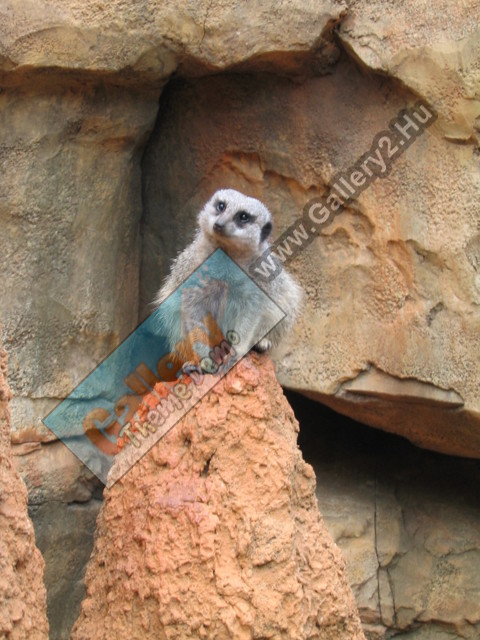 The not-very-intelligent-looking meerkat:)