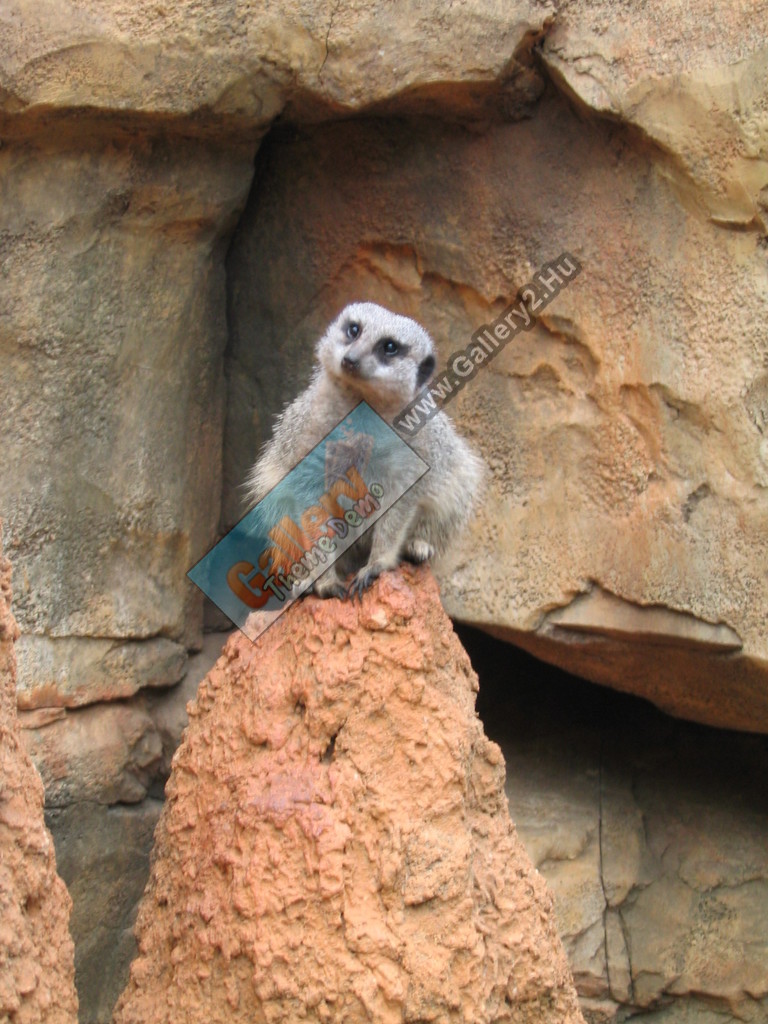 The not-very-intelligent-looking meerkat:)
