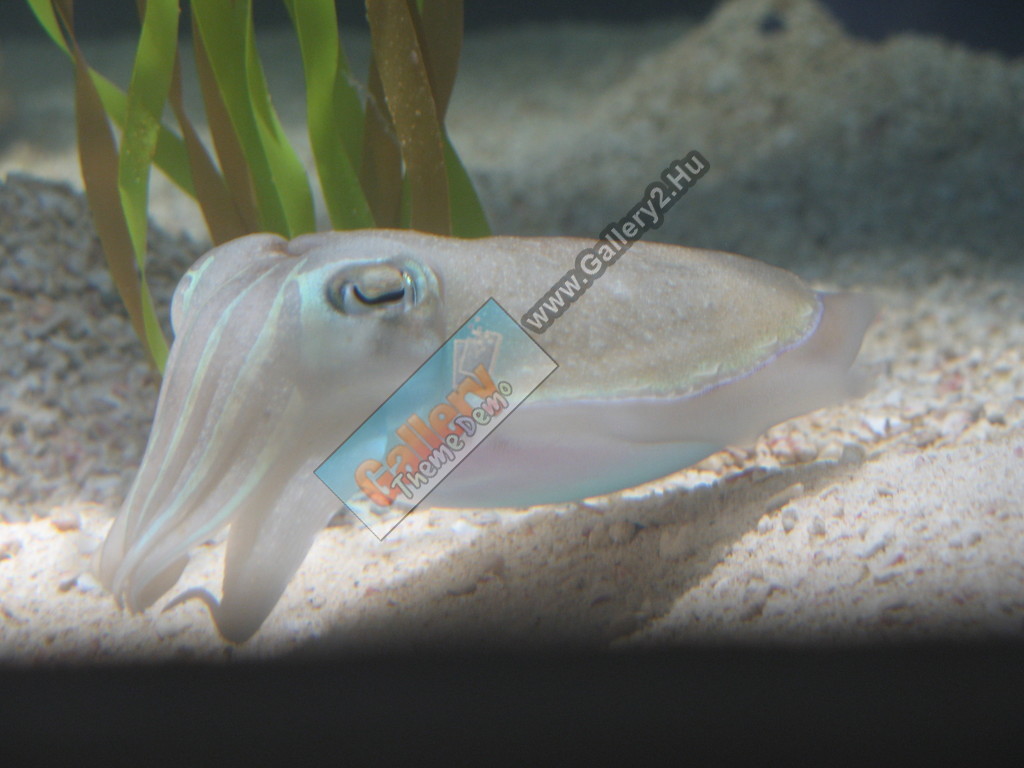 Cuttlefish