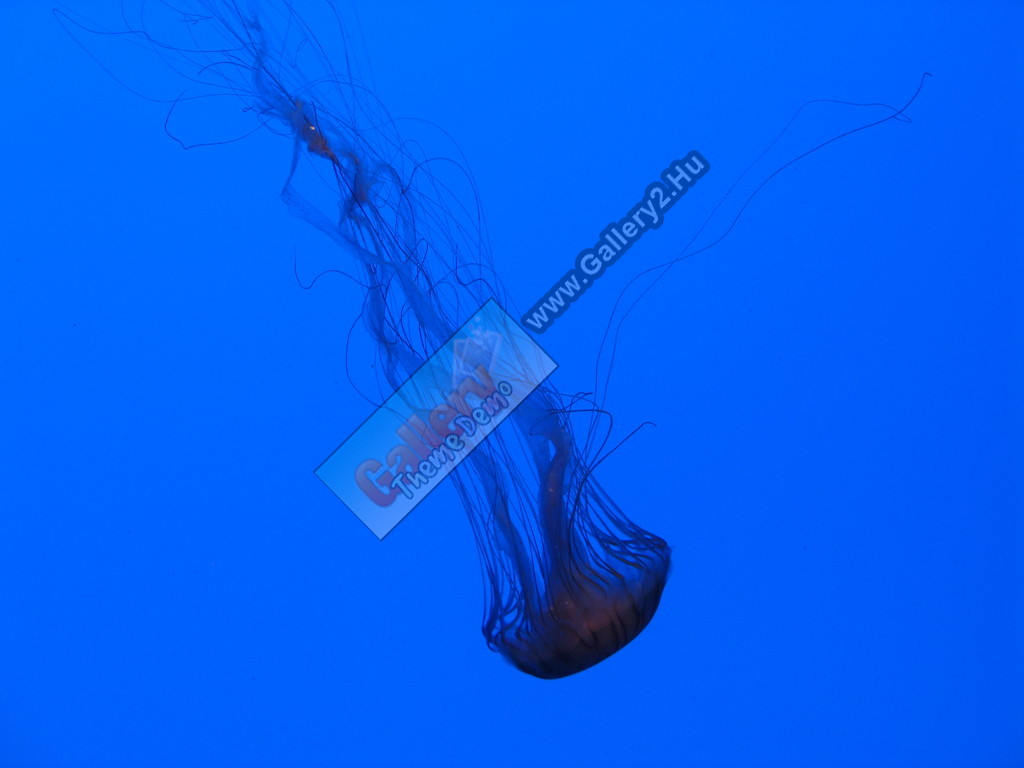 Jellyfish, Georgia Aquarium