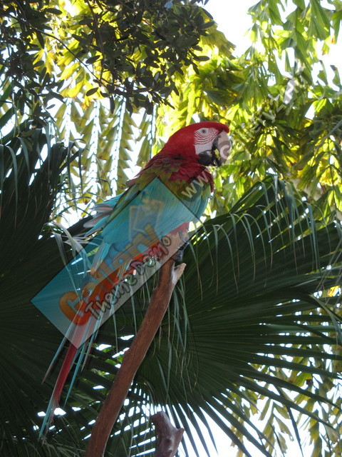 Parrot up in the trees, Discovery Cove