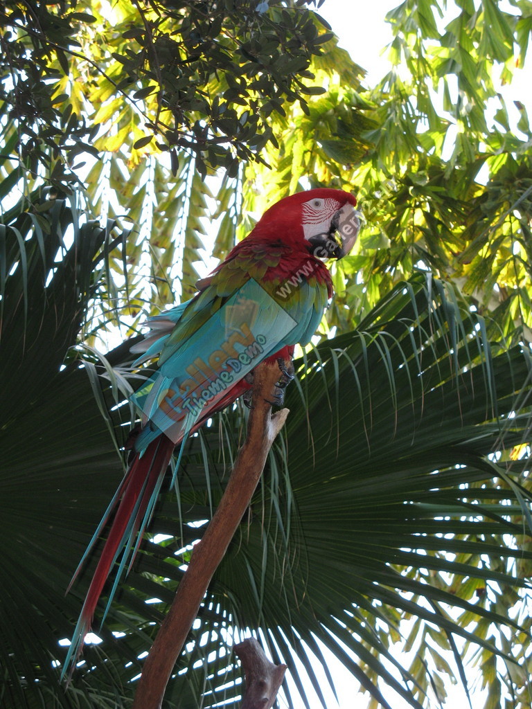 Parrot up in the trees, Discovery Cove