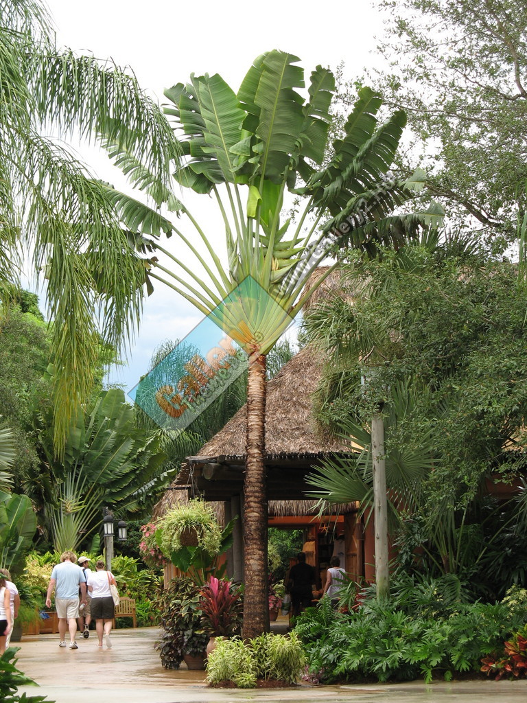 Discovery Cove