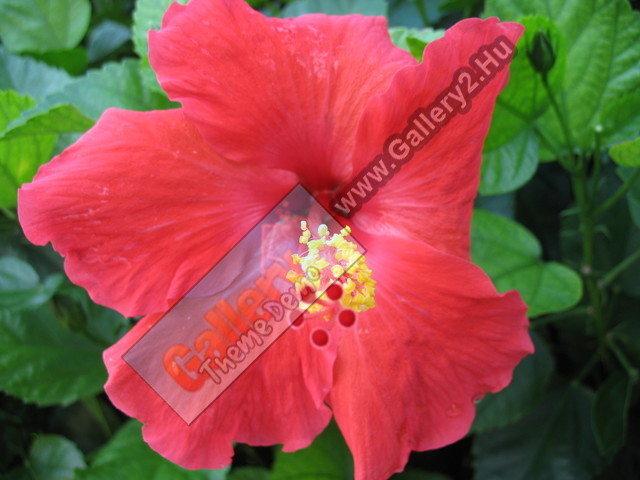 Hibiscus