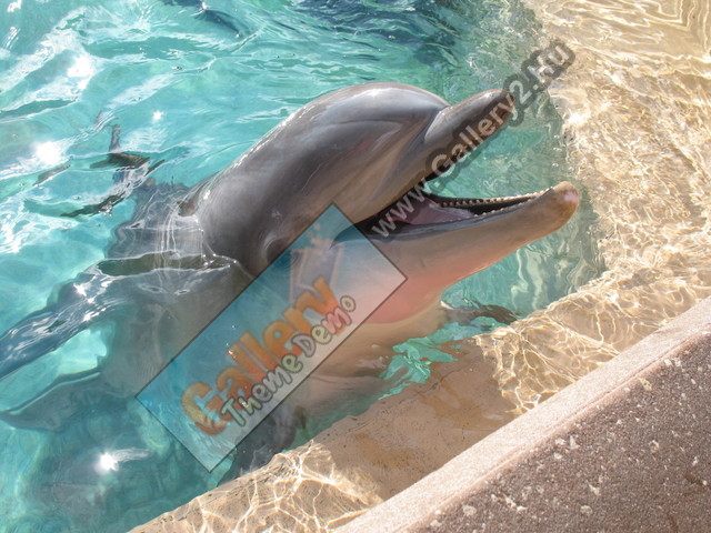 Flipper