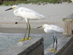 Birds on the beach