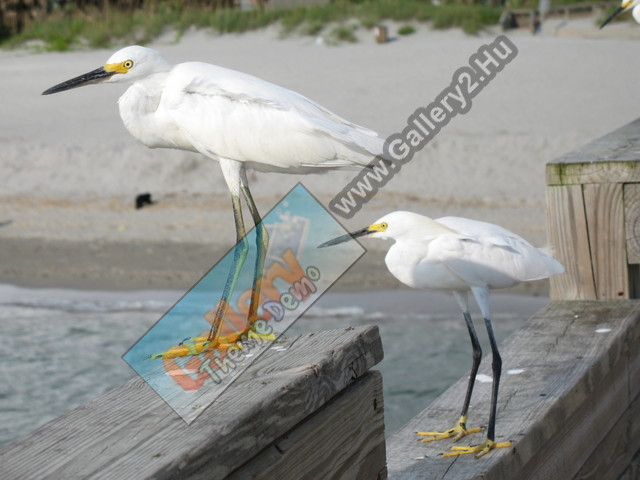 Birds on the beach