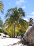 Palm tree on a white-sand beach...could it get any better?