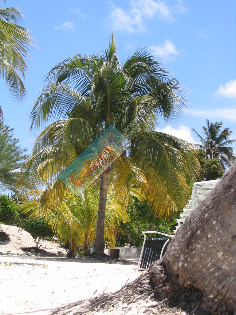 Palm tree on a white-sand beach...could it get any better?