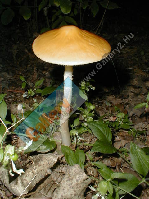 Mushrooom